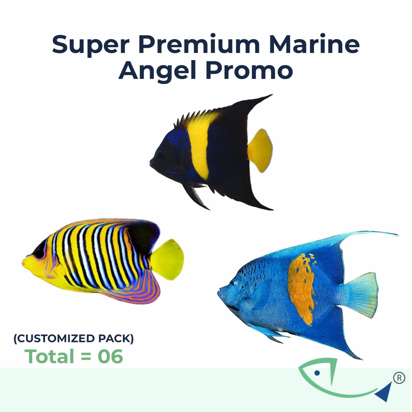 Super Premium Marine Angel Promo