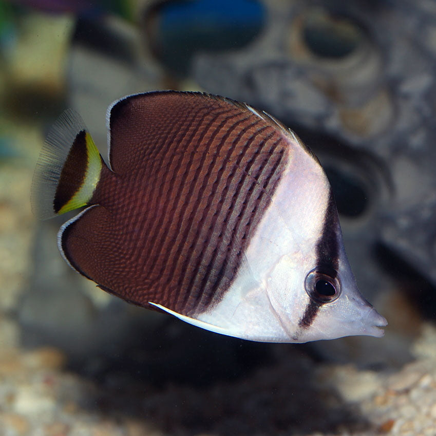 WHITE FACED BUTTERFLYFISH