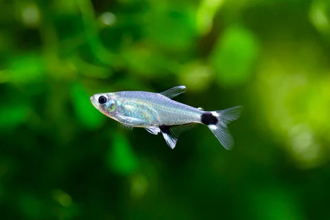 WHITE SPOT TETRA
