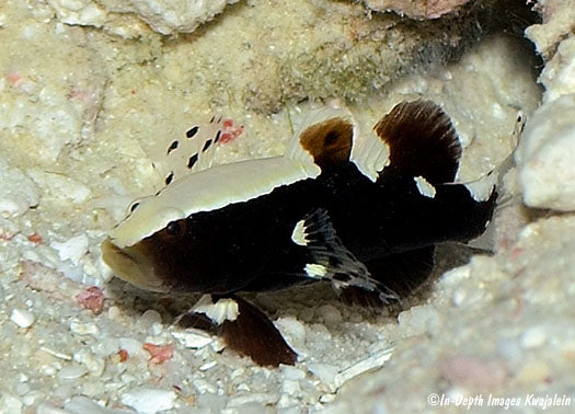 WHITE CAP GOBY