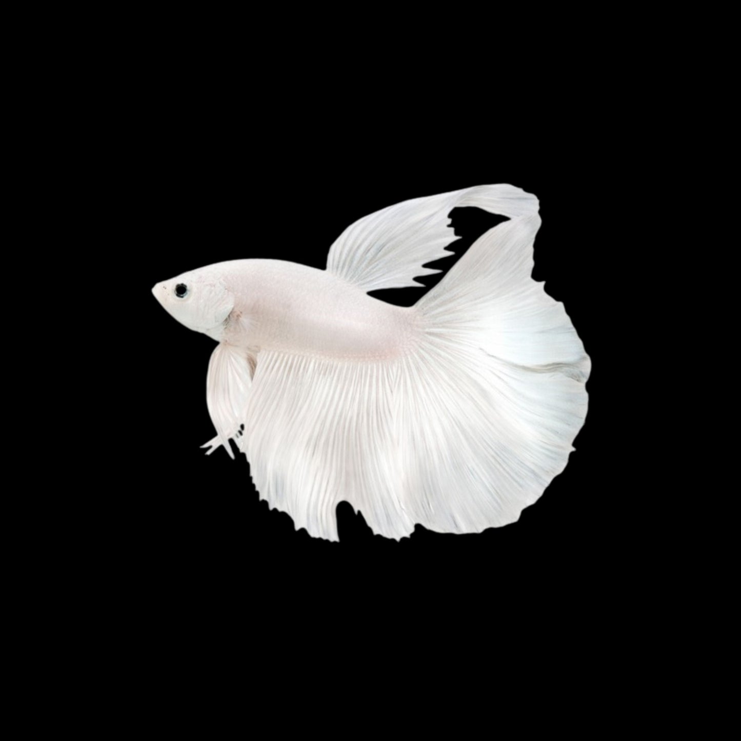 White Platinum Betta - Male