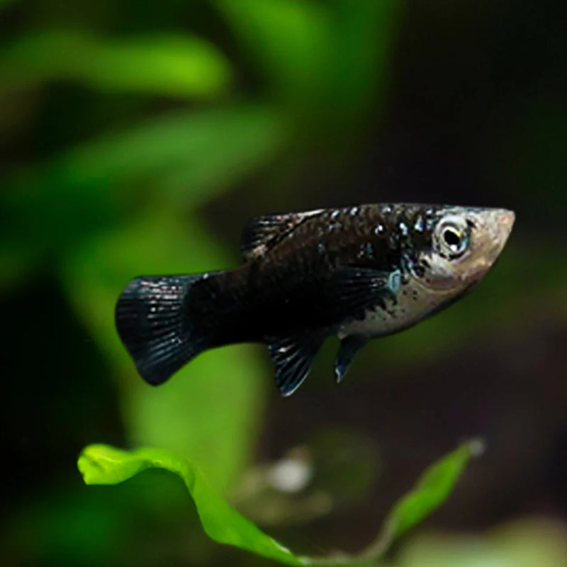 BLACK DOUBLE TAIL PLATY