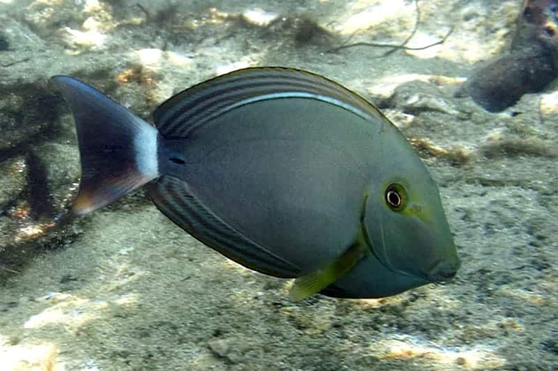 YELLOWFIN TANG