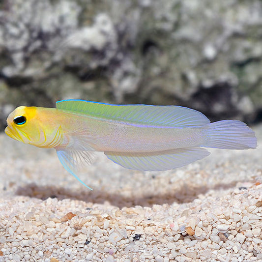 YELLOW JAWFISH
