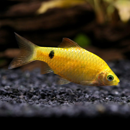 YELLOW ROSY BARB