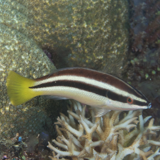 YELLOWTAIL TUBELIP WRASSE