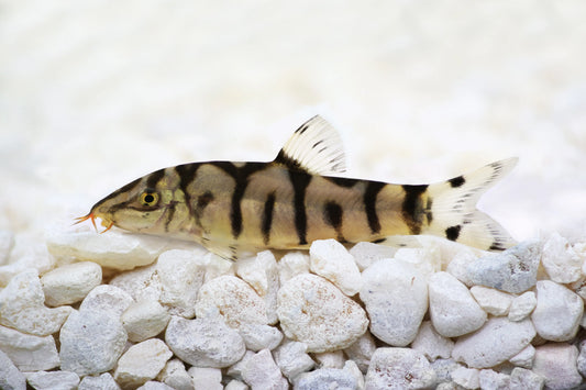 YO YO LOACH