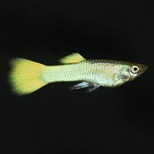 YELLOW MICARIFF MALE GUPPY