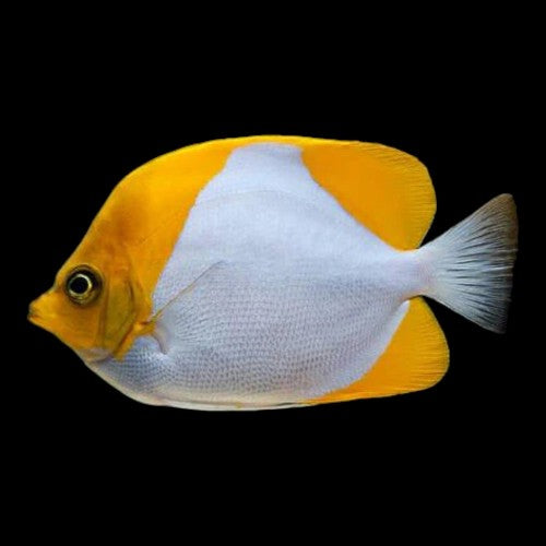YELLOW PYRAMID BUTTERFLYFISH