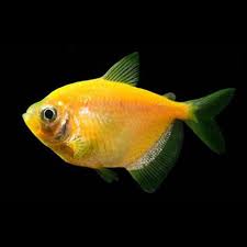 FLUORESCENT YELLOW SKIRT TETRA