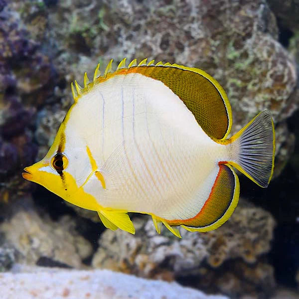 YELLOWHEAD BUTTERFLYFISH