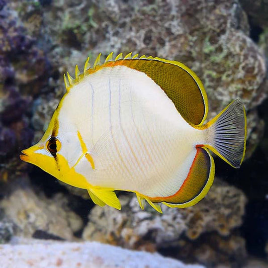 YELLOWHEAD BUTTERFLYFISH
