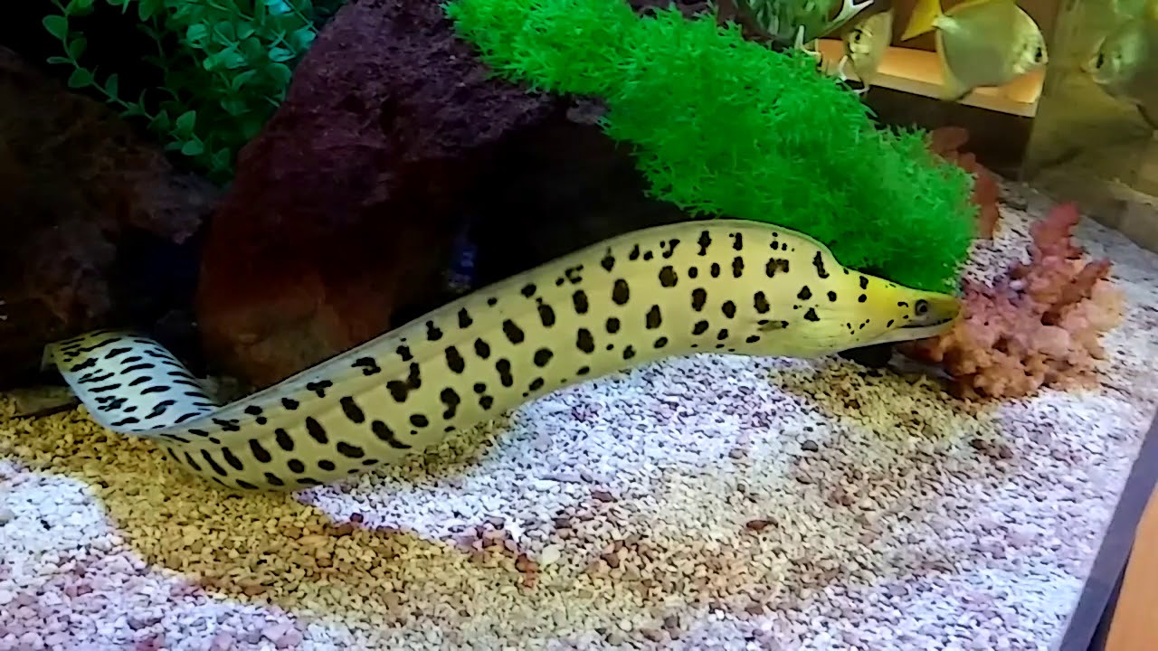 YELLOW HEAD MORAY EEL
