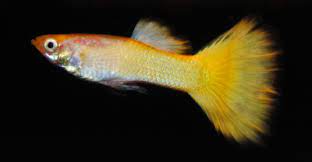 YELLOW MICARIFF MALE GUPPY