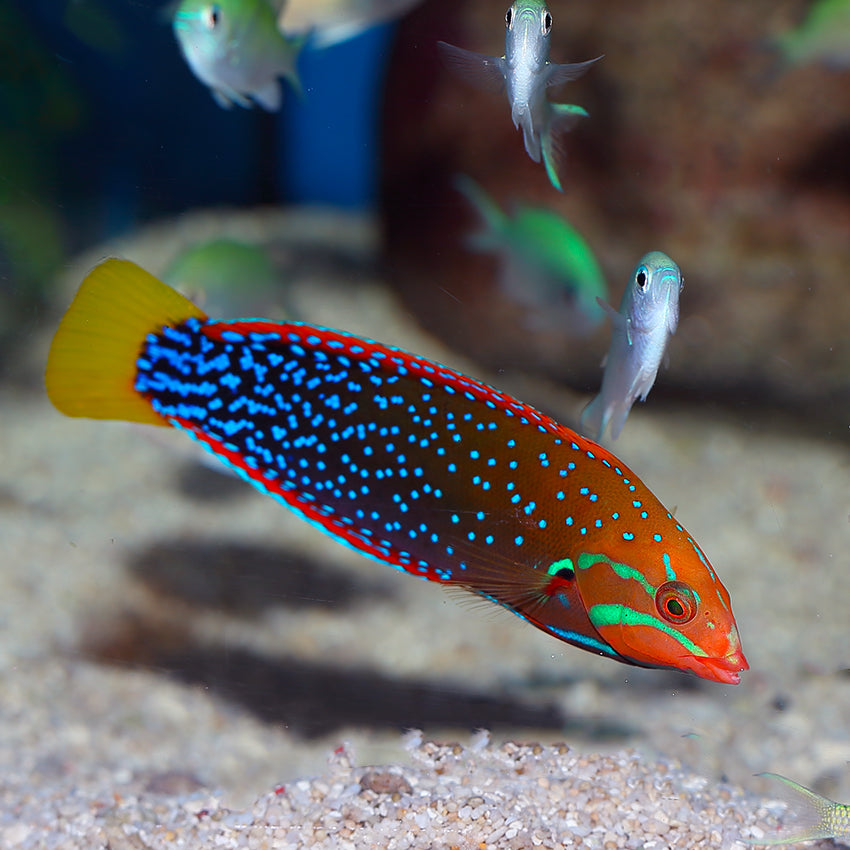RED CORIS WRASSE AD