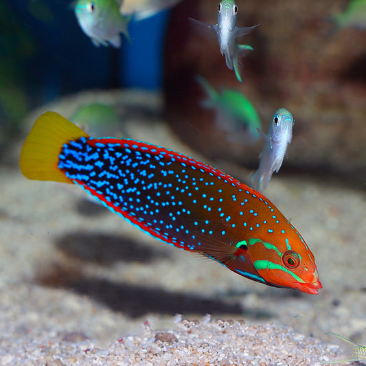 RED CORIS WRASSE AD