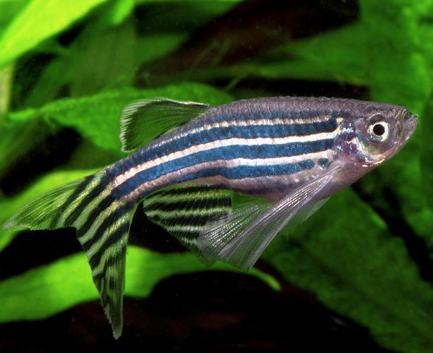 LONGFIN ZEBRA DANIO