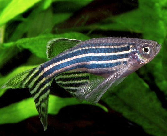 LONGFIN ZEBRA DANIO