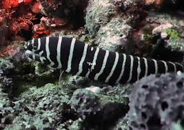 ZEBRA MORRAY EEL