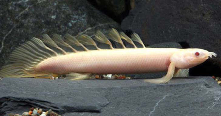 ALBINO SENEGAL BICHIR