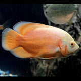 ALBINO RED OSCAR CICHLID