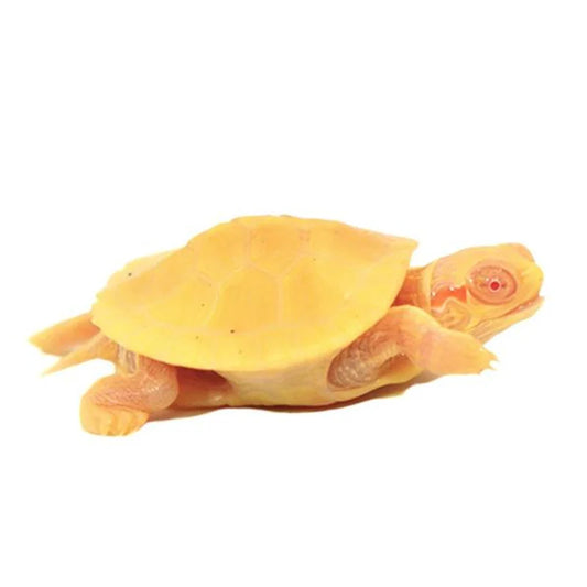 ALBINO RED EAR TURTLE