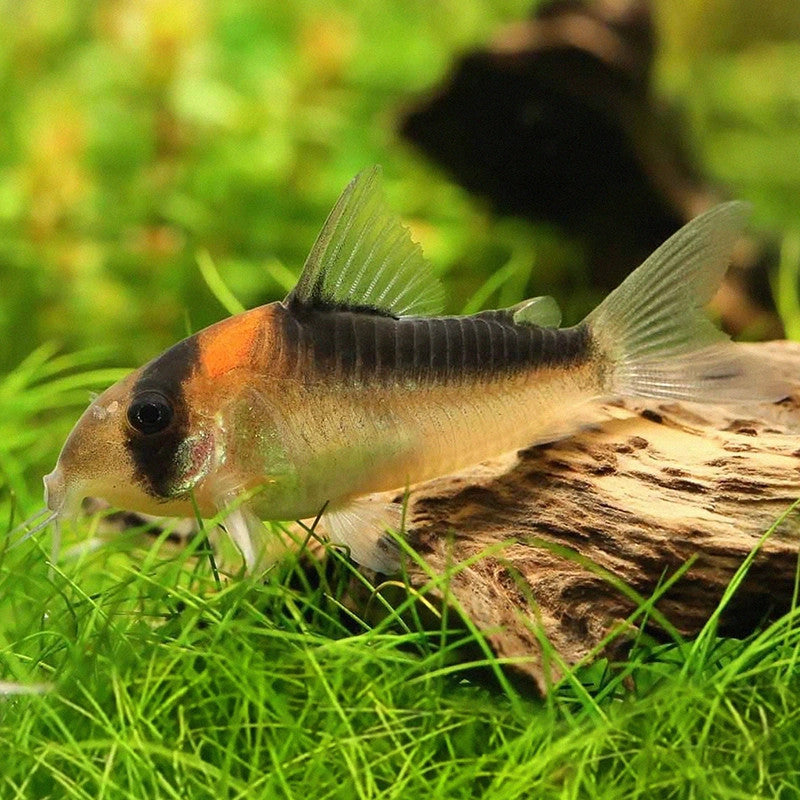 ADOLFOI CORY CATFISH