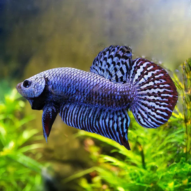 Blue Alien Betta - Male – Tropical Fish International
