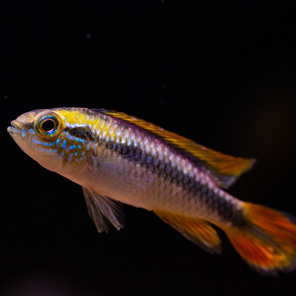 AGASSIZ GOLDEN CINAMON CICHLID