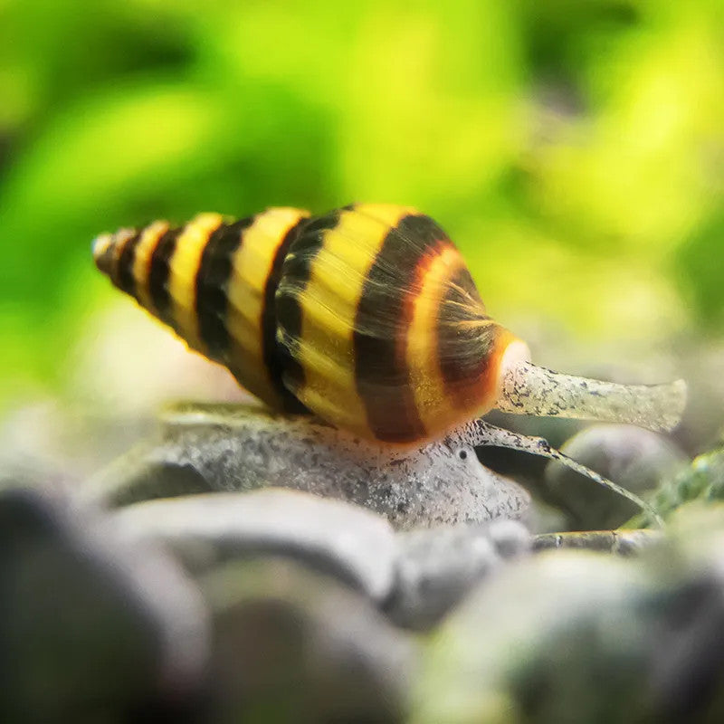 ASSASIN SNAIL