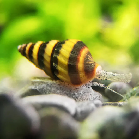 ASSASIN SNAIL
