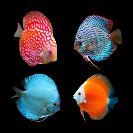 Skuling Discus Discus – Tropical Fish International