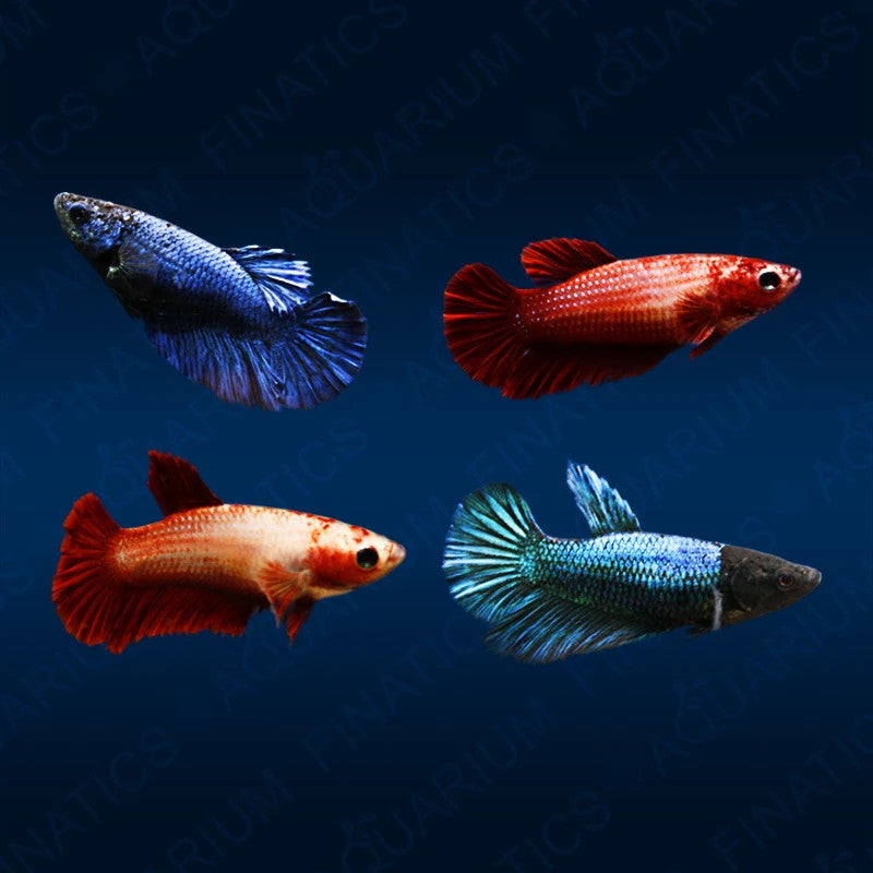 ASSORTED HALFMOON FEMALE BETTA – Tropical Fish International