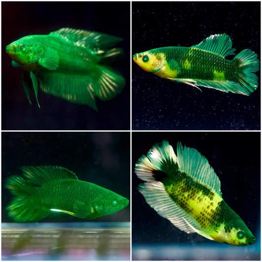 Emerald-Eyed Phantom Betta - Assorted 10 Pack