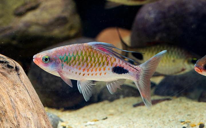 FILEMENTOSA BARB