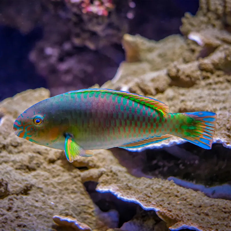 BICOLOR PARROTFISH