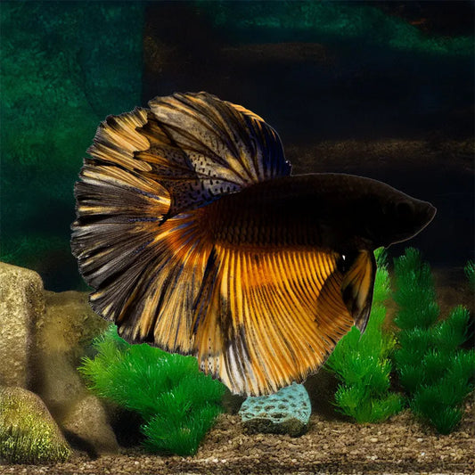 Black Mustard Gas Betta - Male