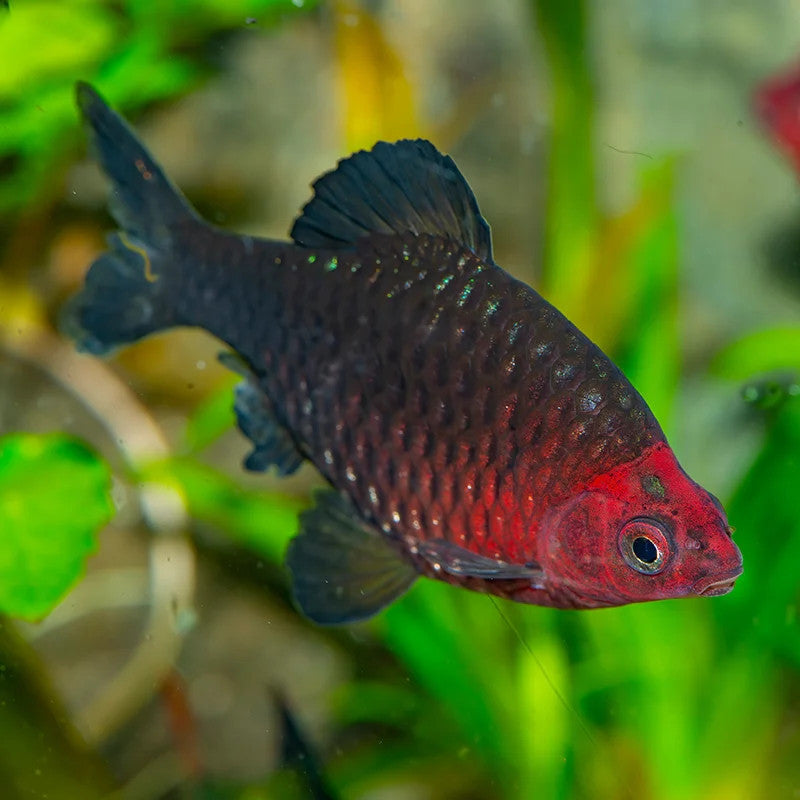 RUBY BARB