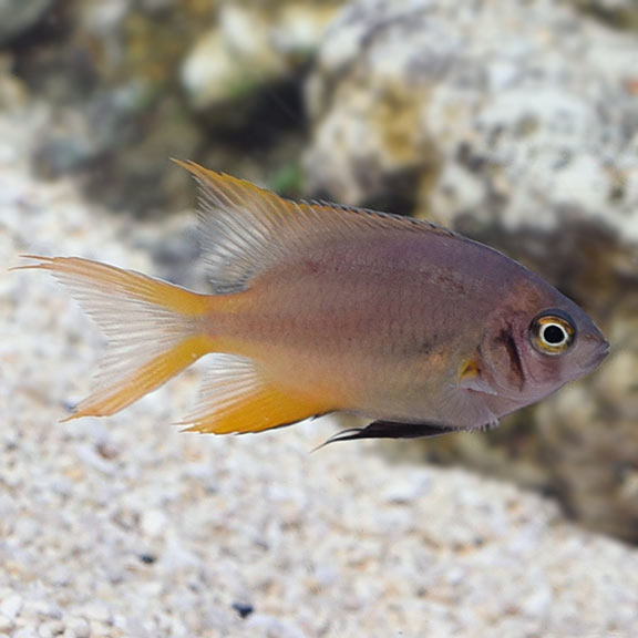 BLACK MOUTH DAMSELFISH