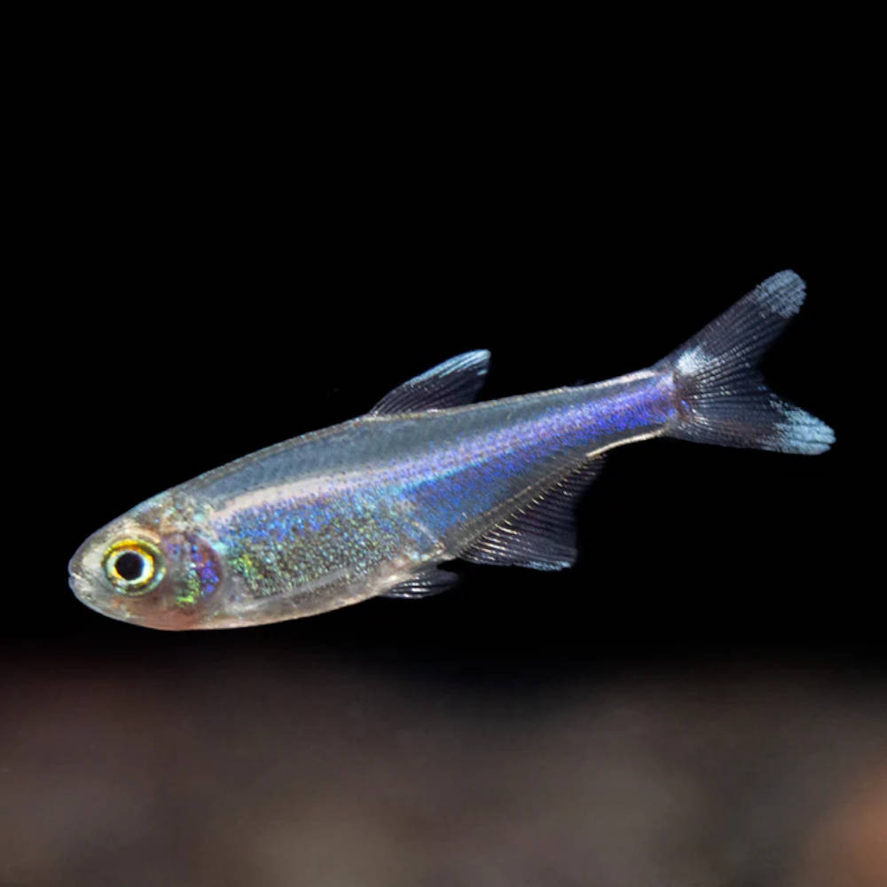 BLUE KING TETRA