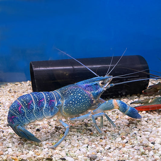 BLUE LOBSTER