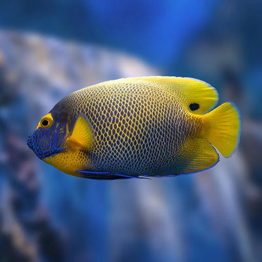 BLUEFACE ANGELFISH