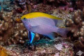 BLUEFIN DAMSELFISH