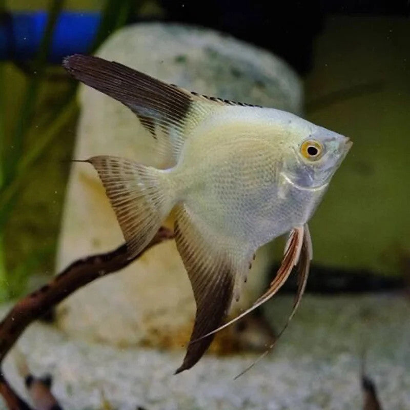 BULGARIAN SEAL POINT