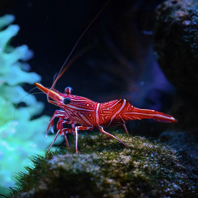 CAMEL SHRIMP – Tropical Fish International