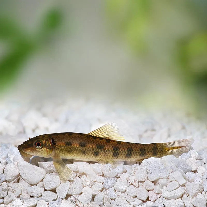 ALGAE EATER CHINESE