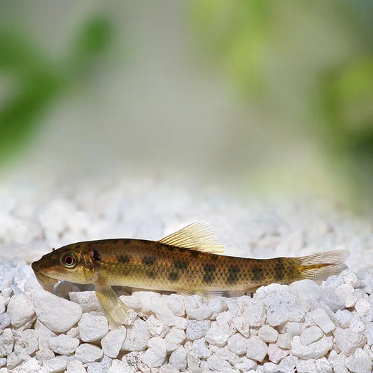 ALGAE EATER CHINESE