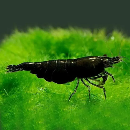 BLACK CHOCO SHRIMP