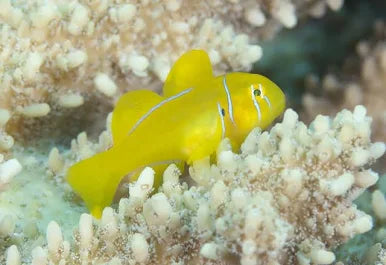 GIANT CITRON GOBY