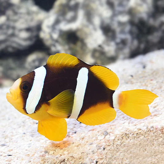 CLARKII CLOWNFISH